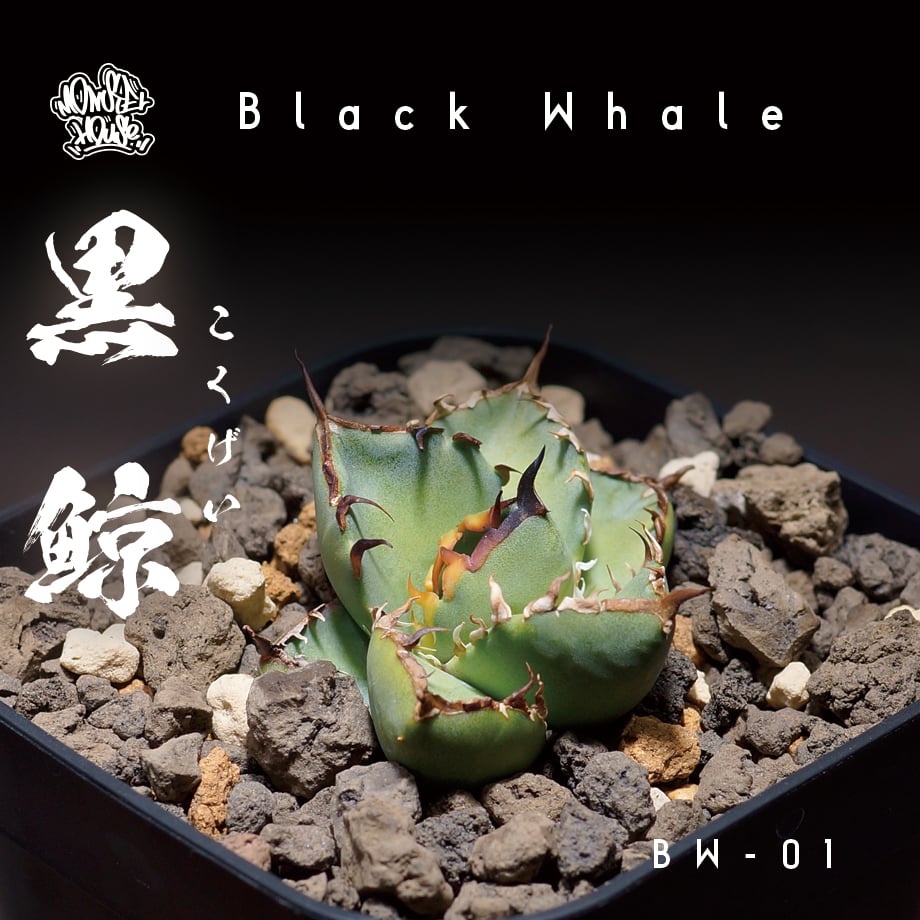 アガベ チタノタ 黒鯨 BW-01 | アガベ専門店 モンスターハウス