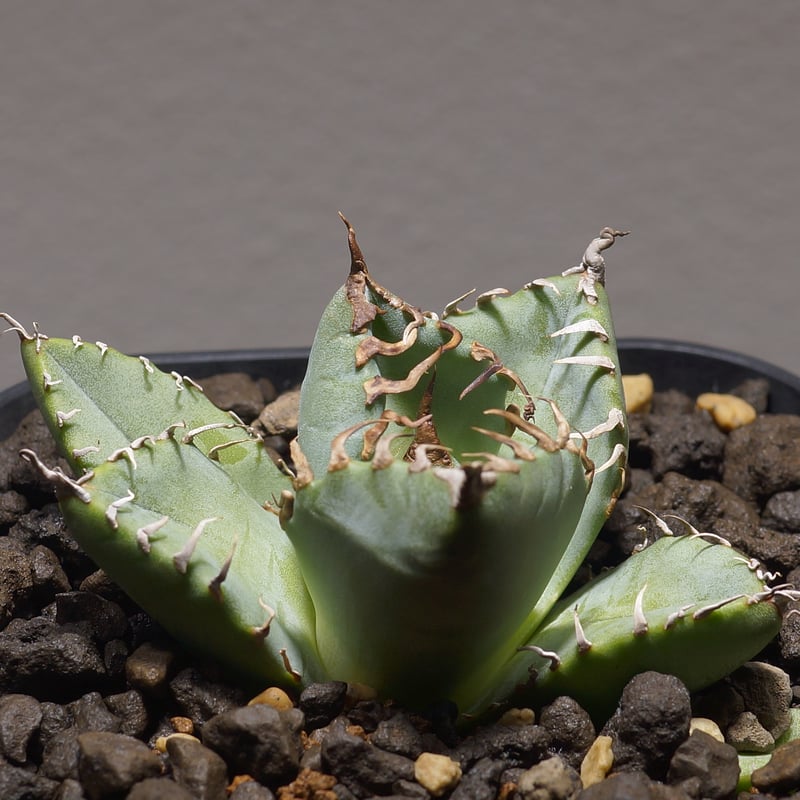 アガベ チタノタ 魔丸 / MG-04 | アガベ専門店 モンスターハウス