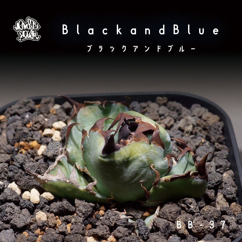 アガベ チタノタ ブラックアンドブルー/bb-37 | アガベ専門店