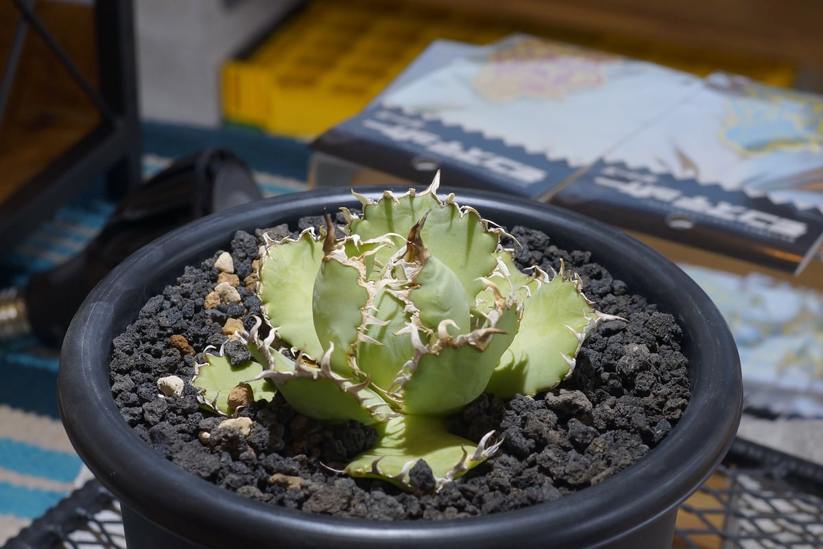 特選！アガベ　チタノタ　オテロイ　フィリグリー　超ミニ　ボールタイプ　28 特選！アガベ チタノタ オテロイ フィリグリー 超ミニ ボール