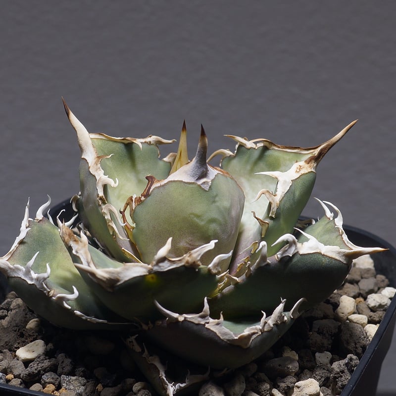 26 アガベ　オテロイ アガベ オテロイ FO-76/胴切り天 F-20 | アガベ専門店