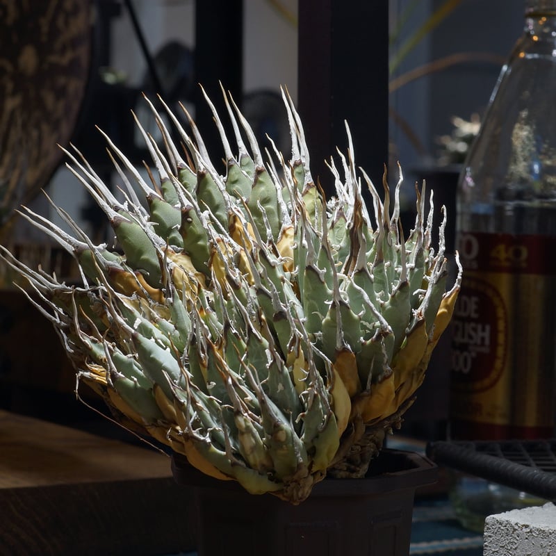 アガベ ユタエンシス エボリスピナ / ES-16 | アガベ専門店 モンスター