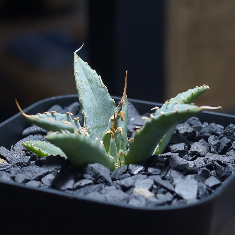 グ*ー様 アガベ チタノタ ハイブリッド エボリスピナ×姫巌竜　子株 グ*ー様 アガベ チタノタ ハイブリッド エボリスピナ×姫巌竜 子株