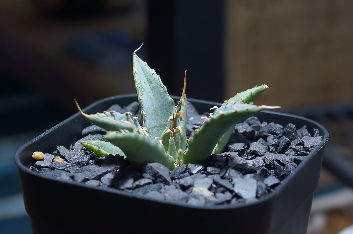 アガベ ハイブリッド 妖炎×姫厳竜/ Y×H-12 | アガベ専門店 モンスター