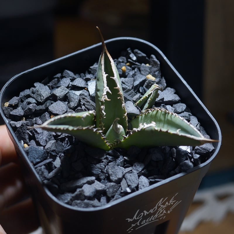 アガベ チタノタ X犀牛/ Dragon Agave産 xr-02 | アガベ専門店 モンス