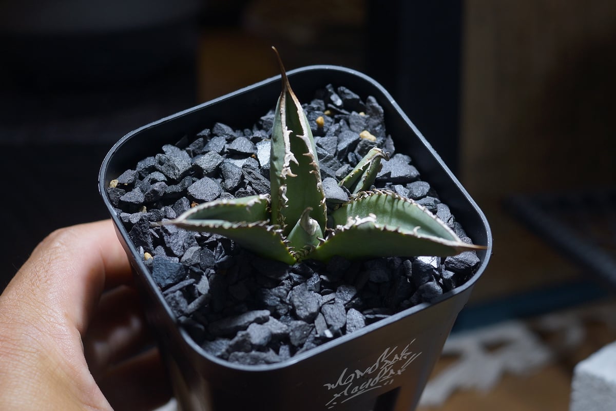 アガベ チタノタ X犀牛/ Dragon Agave産 xr-02 | アガベ専門店