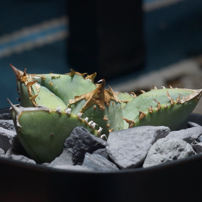 アガベ チタノタ 鰐亀 / WG-01 | アガベ専門店 モンスターハウス