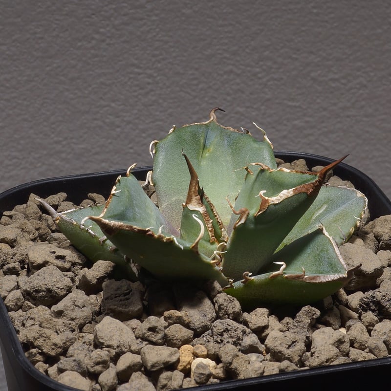 アガベ チタノタ 黒豹/子株 BP-05 | アガベ専門店 モンスターハウス