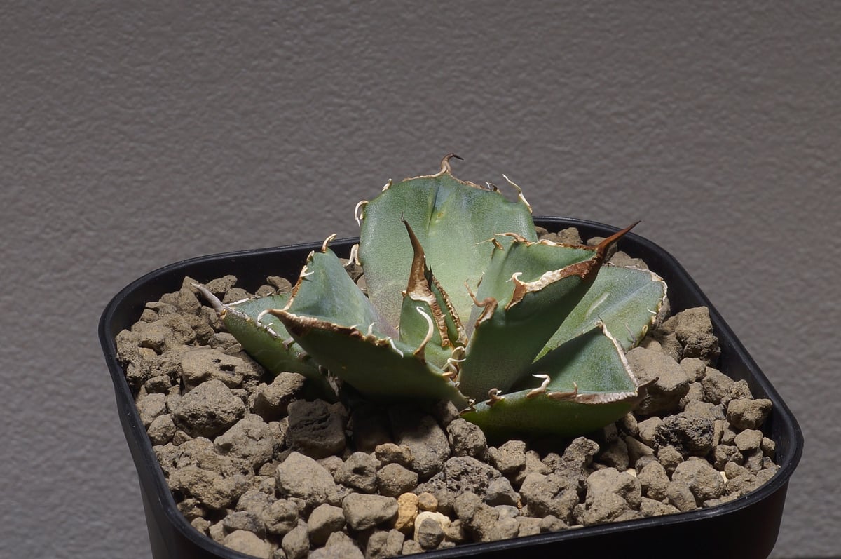 アガベ チタノタ 黒豹/子株 BP-05 | アガベ専門店 モンスターハウス