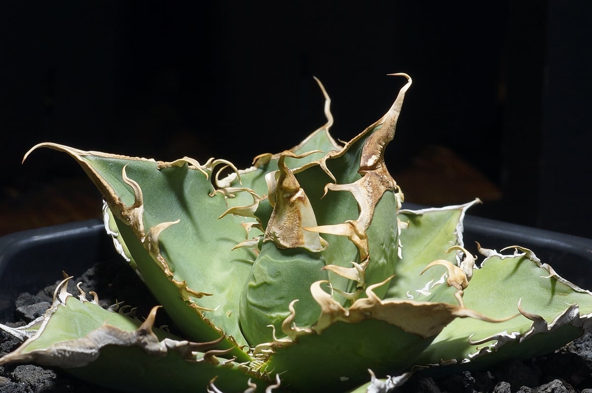 アガベ チタノタ 緑幽霊 / GG-11 | アガベ専門店 モンスターハウス