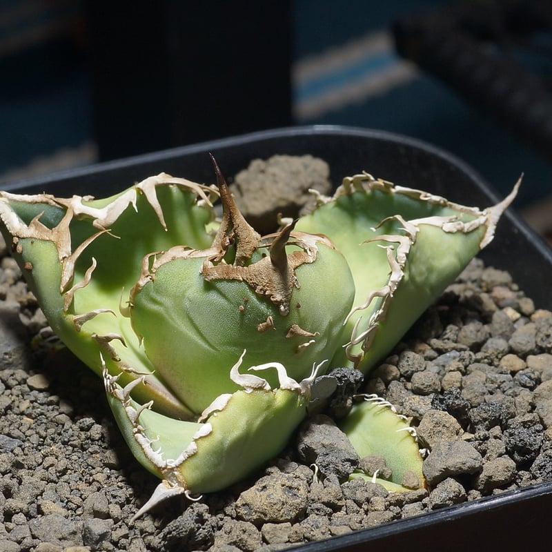 アガベ チタノタ 星空 / HZ-03 | アガベ専門店 モンスターハウス