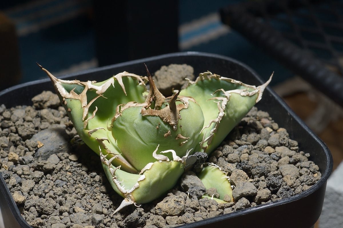 アガベ チタノタ 星空 / HZ-03 | アガベ専門店 モンスターハウス