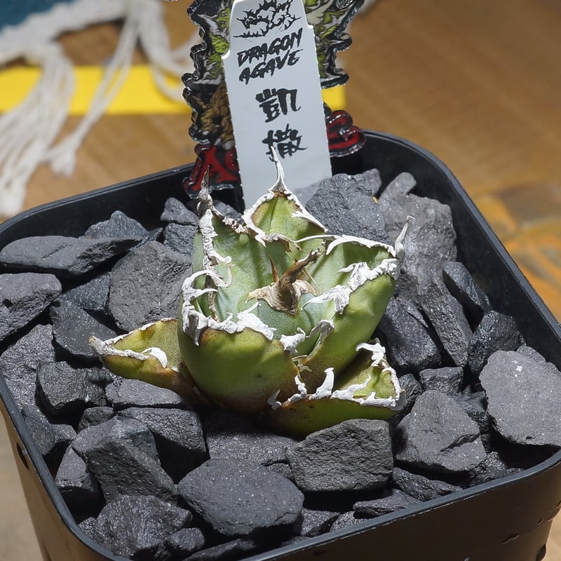 アガベ チタノタ シーザー 凱撒/ Dragon Agave産 cae-19 | アガベ専門店