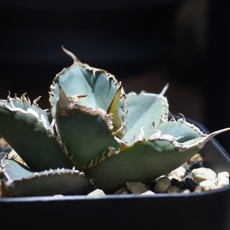 アガベ チタノタ 緑幽霊 / GG-07 | アガベ専門店 モンスターハウス