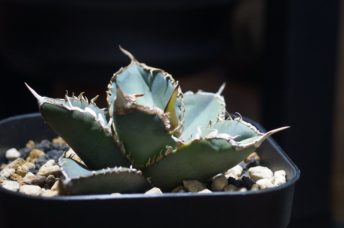 アガベ Ryu アガベ チタノタ 緑幽霊 / GG-07 | アガベ専門店 モンスターハウス