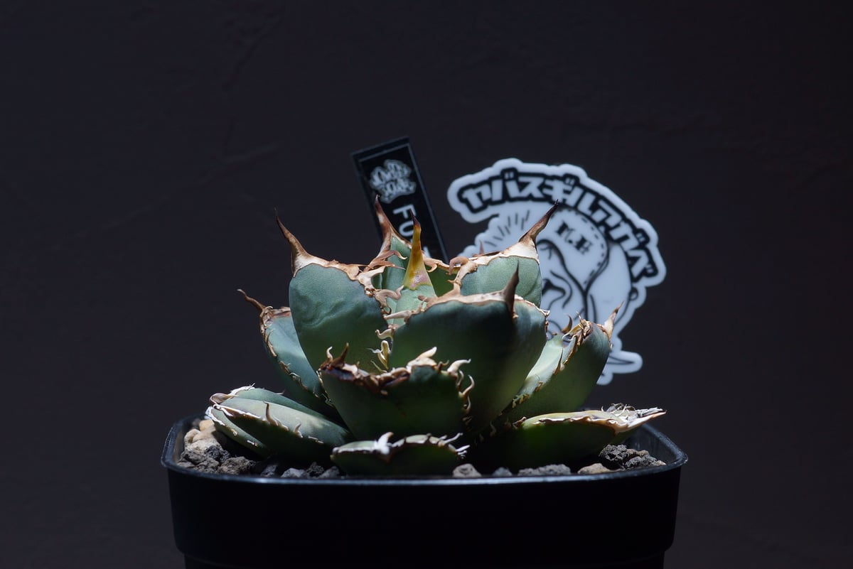 M*u様 アガベ チタノタ オテロイ M*u様 アガベ チタノタ オテロイ