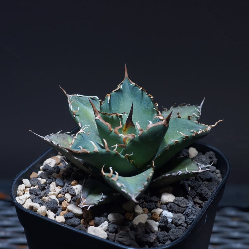 厳選希少株】アガベ シャークソウイ 子株（SS-03）インドネシア輸入株