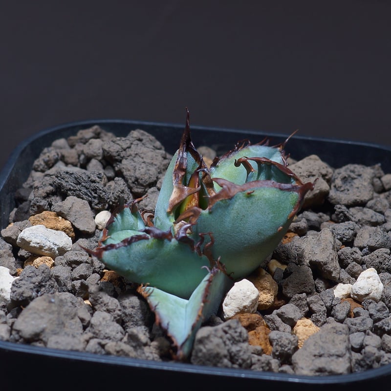 ブラックアンドブルー　親株 アガベ ブラックアンドブルー 大株 親株 アガベ ブラックアンドブルー