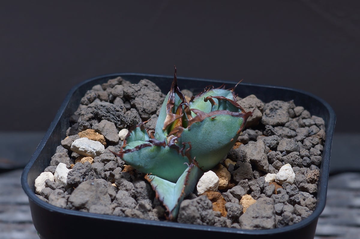 アガベ チタノタ ブラックアンドブルー/bb-24 | アガベ専門店