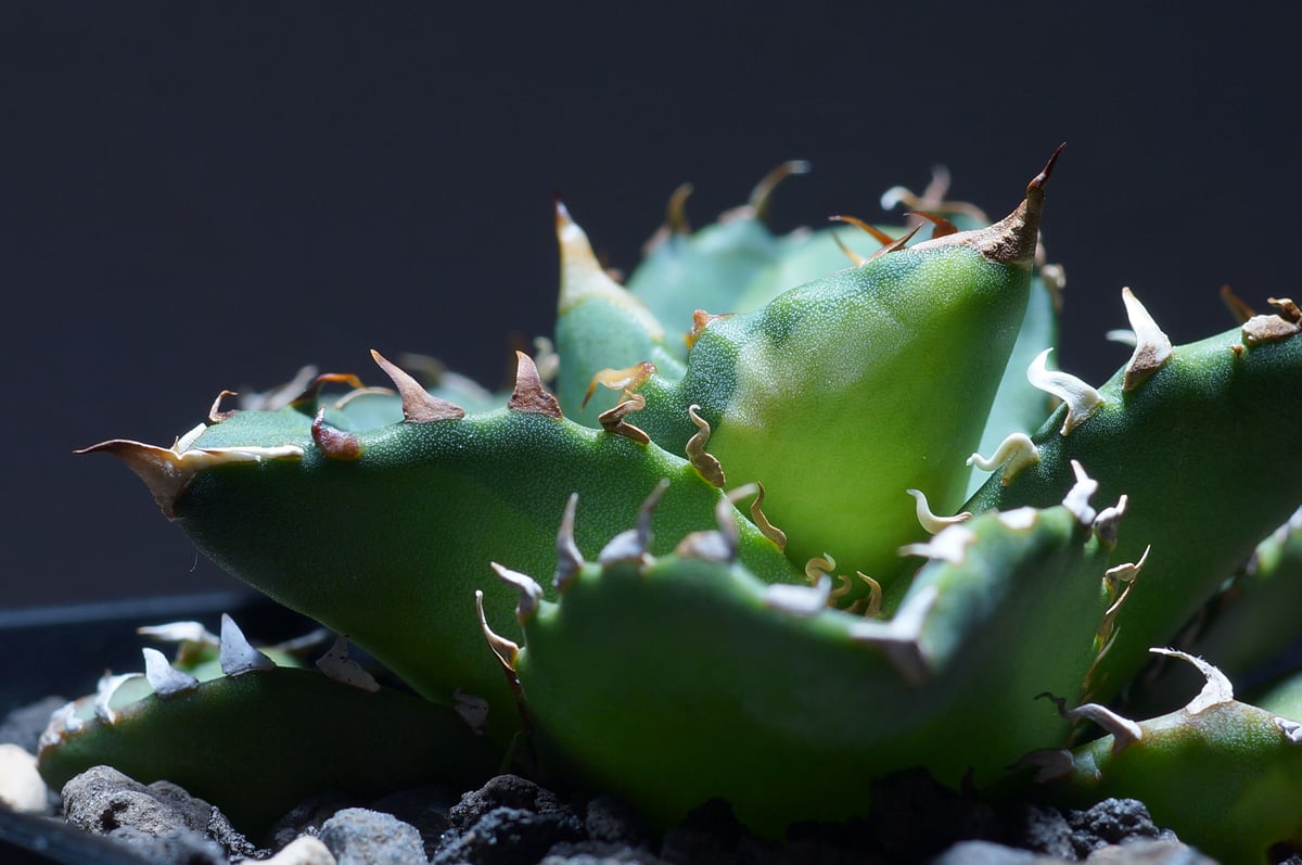 アガベ チタノタ 夕映厳竜 鉢付き（YB-01） | アガベ専門店 モンスター