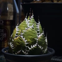 アガベ チタノタ 白鯨 子株 鉢付き（WW-14） | アガベ専門店