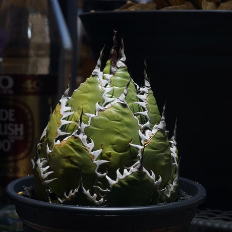 アガベホリダ | STORES