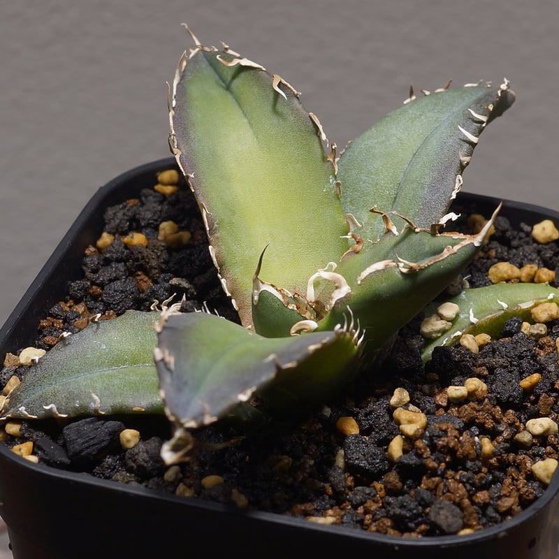 No1〜4【10/15出品取止】アガベ・チタノタ　白鯨　他4株セット アガベ チタノタ 白鯨/ww-28 | アガベ専門店 モンスターハウス