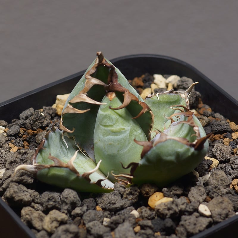 【育成株】チタノタブルーダイヤモンド　チタノタBB アガベ アガベ チタノタ ブルーダイヤモンド | GREEN LUCK