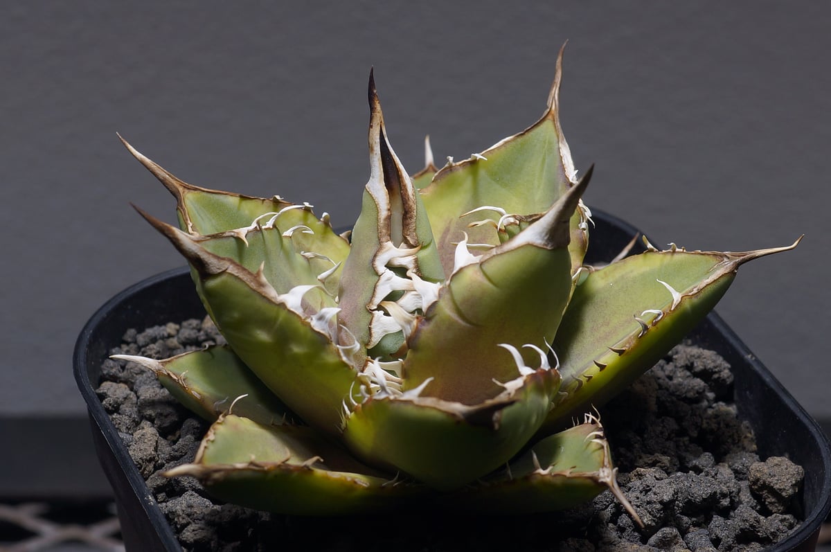 fit=scale-down,w=1200