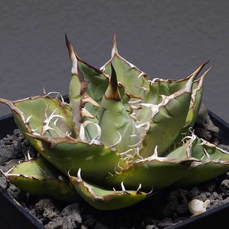 アガベ チタノタ ナンバーワン錦/子株 N1-05 | アガベ専門店