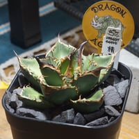 アガベ　チタノタ　ブラックドラゴン　胴切り天 アガベ チタノタ ブラックドラゴン 胴切り天 活着株鉢ごと発送