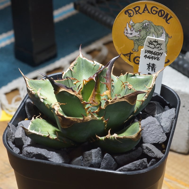 アガベ チタノタ 緑犀牛/ Dragon Agave産 GR-03 | アガベ専門店 モンス