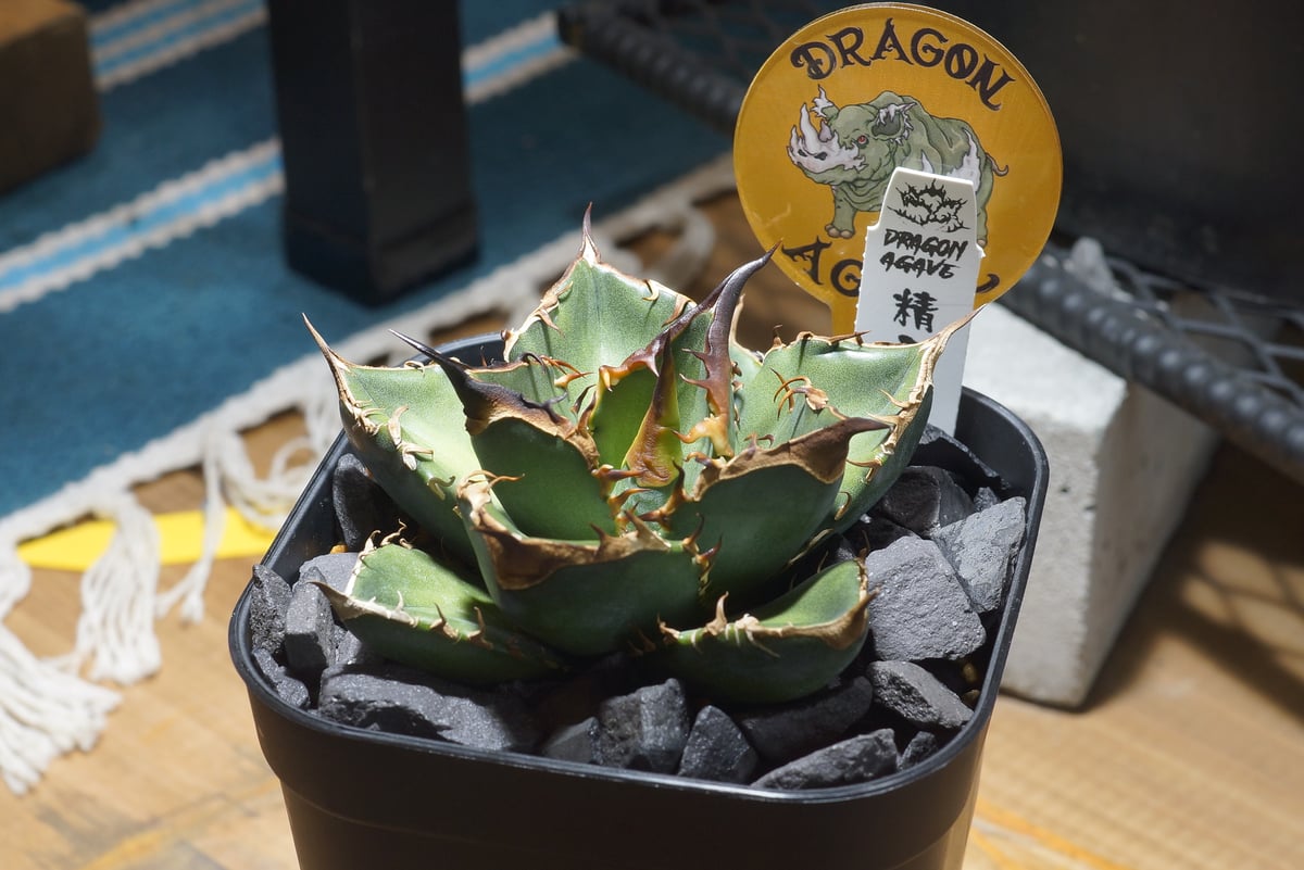 アガベ チタノタ 緑犀牛/ Dragon Agave産 GR-03 | アガベ専門店 モンス