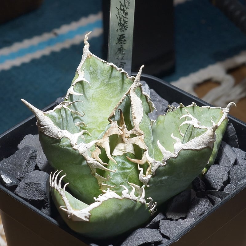 アガベ チタノタ 悪魔くん ak-02 | アガベ専門店 モンスターハウス