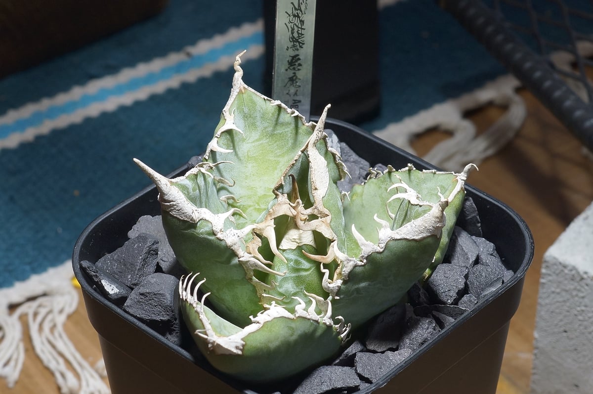 アガベ チタノタ 悪魔くん ak-02 | アガベ専門店 モンスターハウス