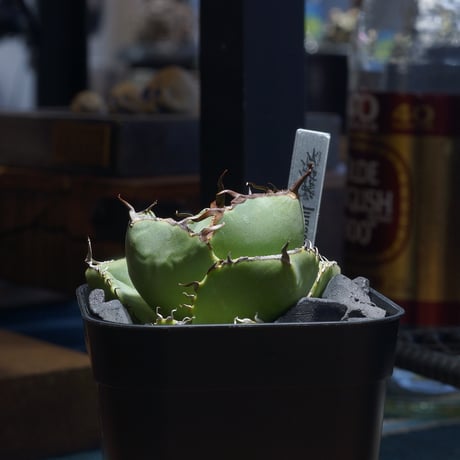 アイテム | アガベ専門店 モンスターハウス