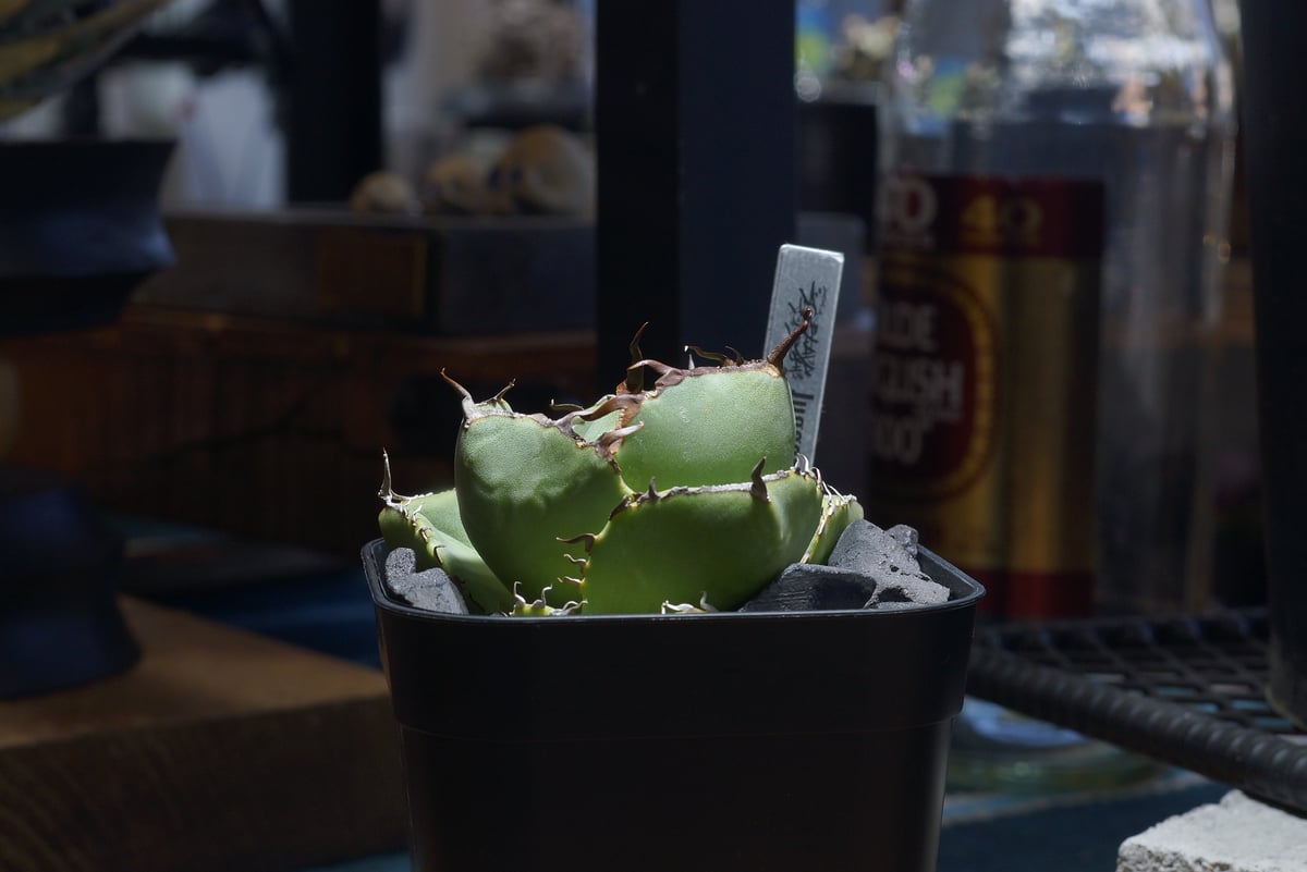 アガベ チタノタ ジャガーノート / JN-03 | アガベ専門店 モンスターハウス