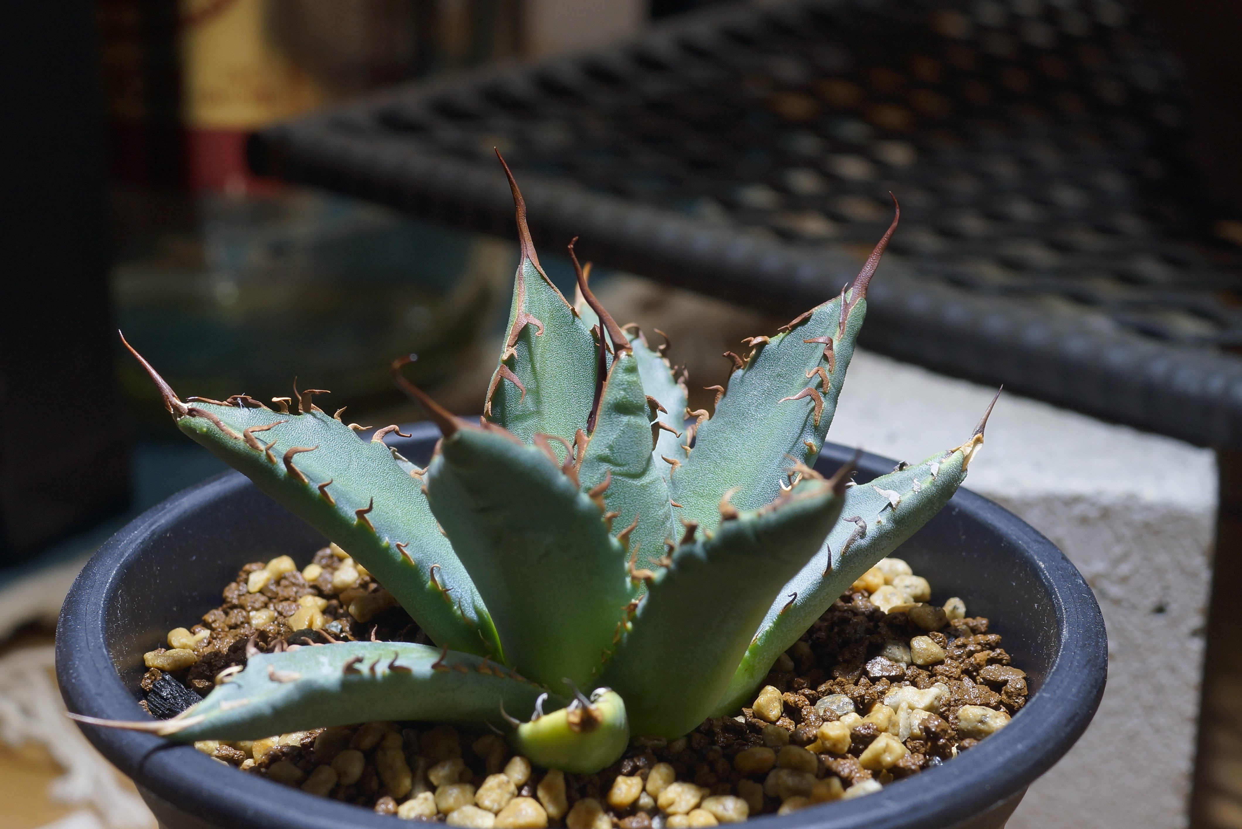 エボリスピナ × ホリダ 輸入 実生 hidden agave 妖炎× 霍利達 アガベ ハイブリッド 妖炎×ホリダ / Dragon Agave産 HU-02 | アガベ専門