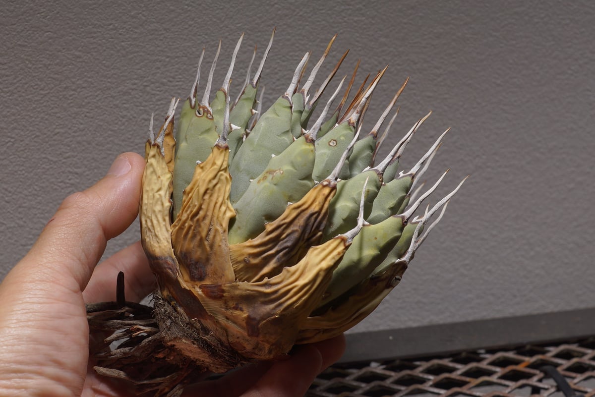 アガベ ユタエンシス エボリスピナ / ES-01【1月4日発根済】 | アガベ