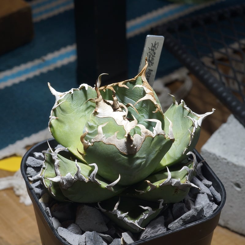 アガベ チタノタ 魔丸 / MG-11 | アガベ専門店 モンスターハウス