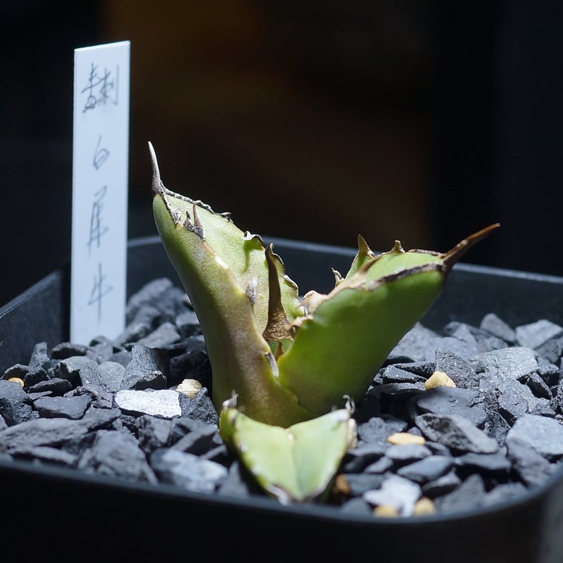 アガベ チタノタ 白犀牛/ 毒刺産 wr-05 | アガベ専門店 モンスターハウス