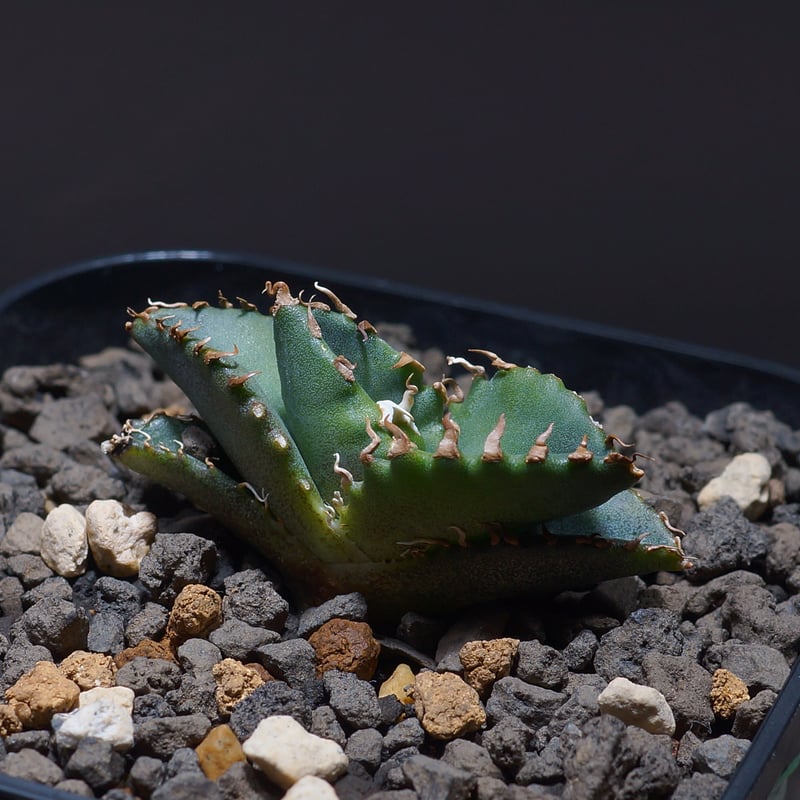 アガベ チタノタ 白鯨 アガベ チタノタ 白鯨 白鯨錦 白覆輪【発根管理中】TC株 Agave