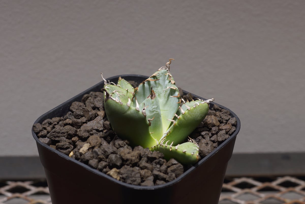 アガベ チタノタ 魔丸 / MG-03 | アガベ専門店 モンスターハウス