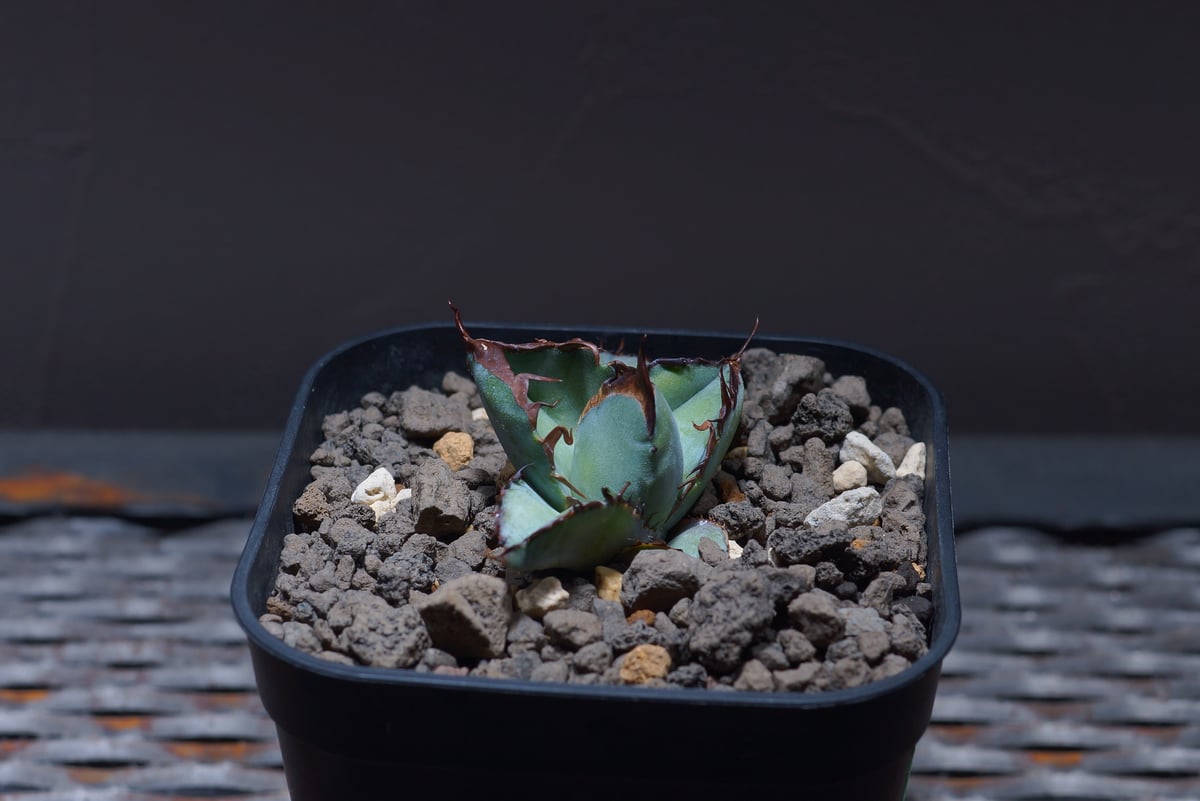 販売休止中です、胴切りチタノタ　ブラックアンドブルー 販売休止中です、胴切りチタノタ ブラックアンドブルー 販売休止中です