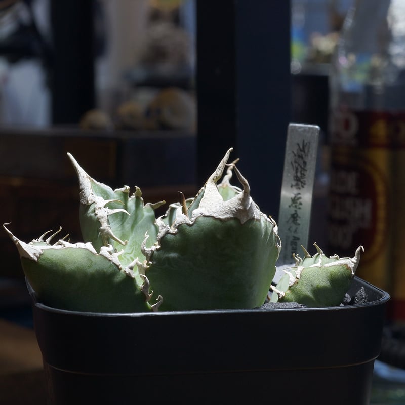 アガベ チタノタ 悪魔くん ak-02 | アガベ専門店 モンスターハウス