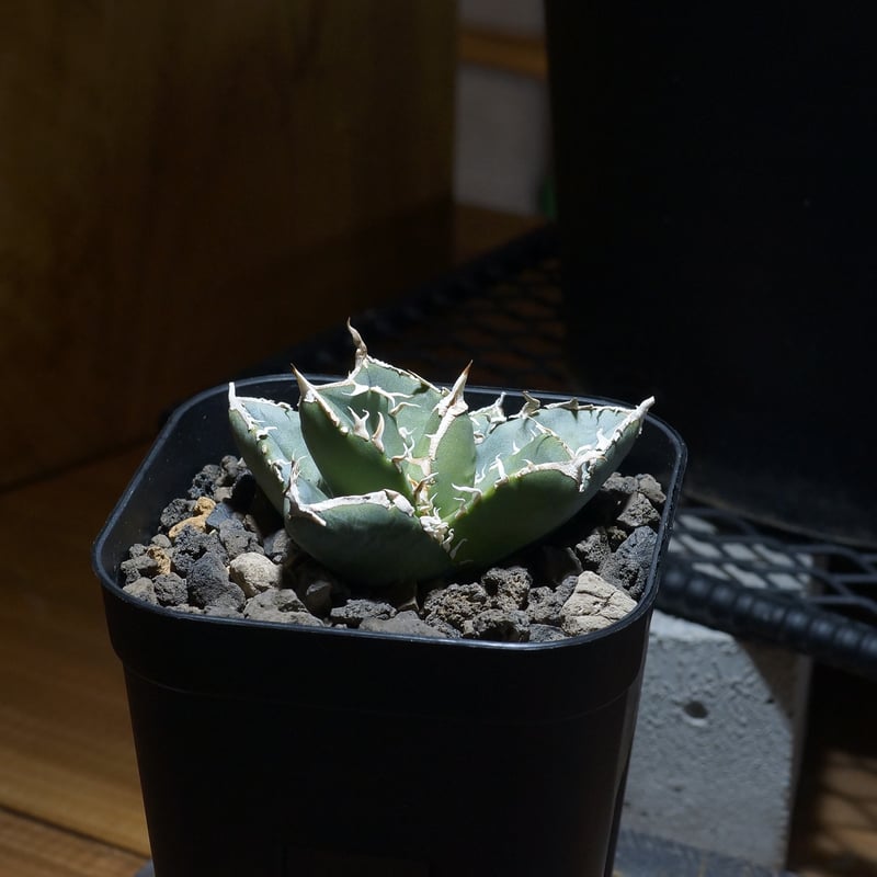 アガベ チタノタ 南アフリカダイヤモンド / SAD-07 | アガベ専門店