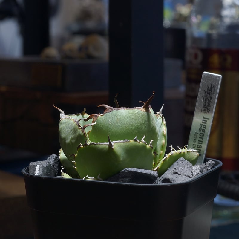 アガベ チタノタ ジャガーノート / JN-03 | アガベ専門店 モンスターハウス