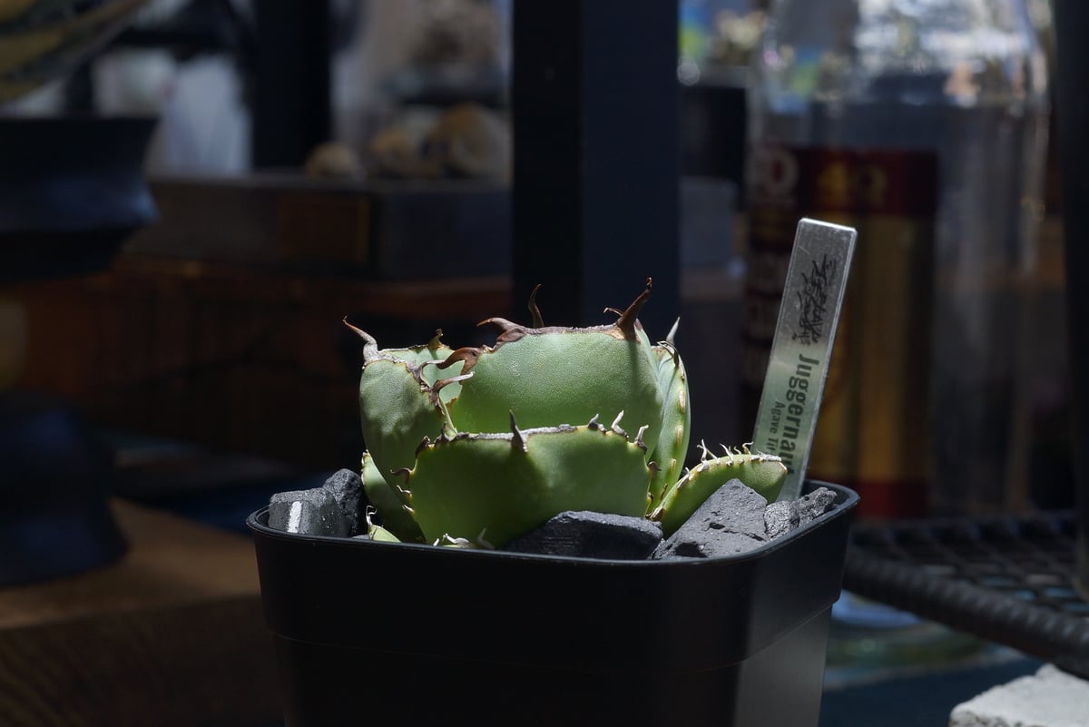 アガベ チタノタ ジャガーノート / JN-03 | アガベ専門店 モンスターハウス