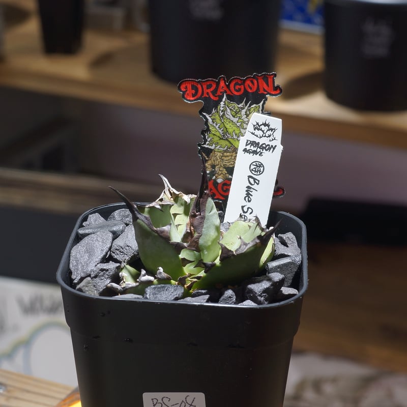 アガベ チタノタ ブルー実生/ Dragon Agave産 bs-04 | アガベ専門店 モ