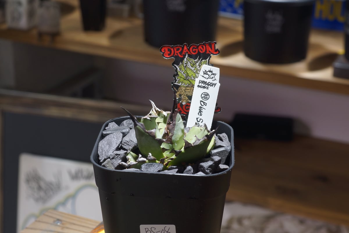 アガベ チタノタ ブルー実生/ Dragon Agave産 bs-04 | アガベ専門店 モ